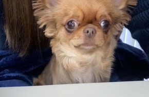 レアキャラきなこ☆