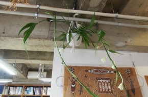 夜に花咲くあの子の名は