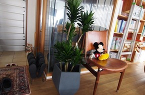 ドラセナ・コンパクタ