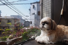看板犬あずき