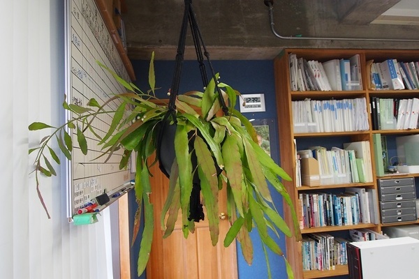 三輝の癒しが仲間に加わりました