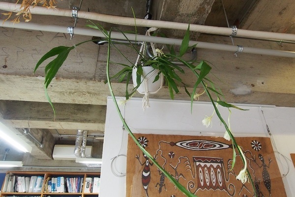 夜に花咲くあの子の名は