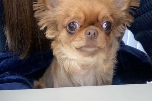 レアキャラきなこ☆