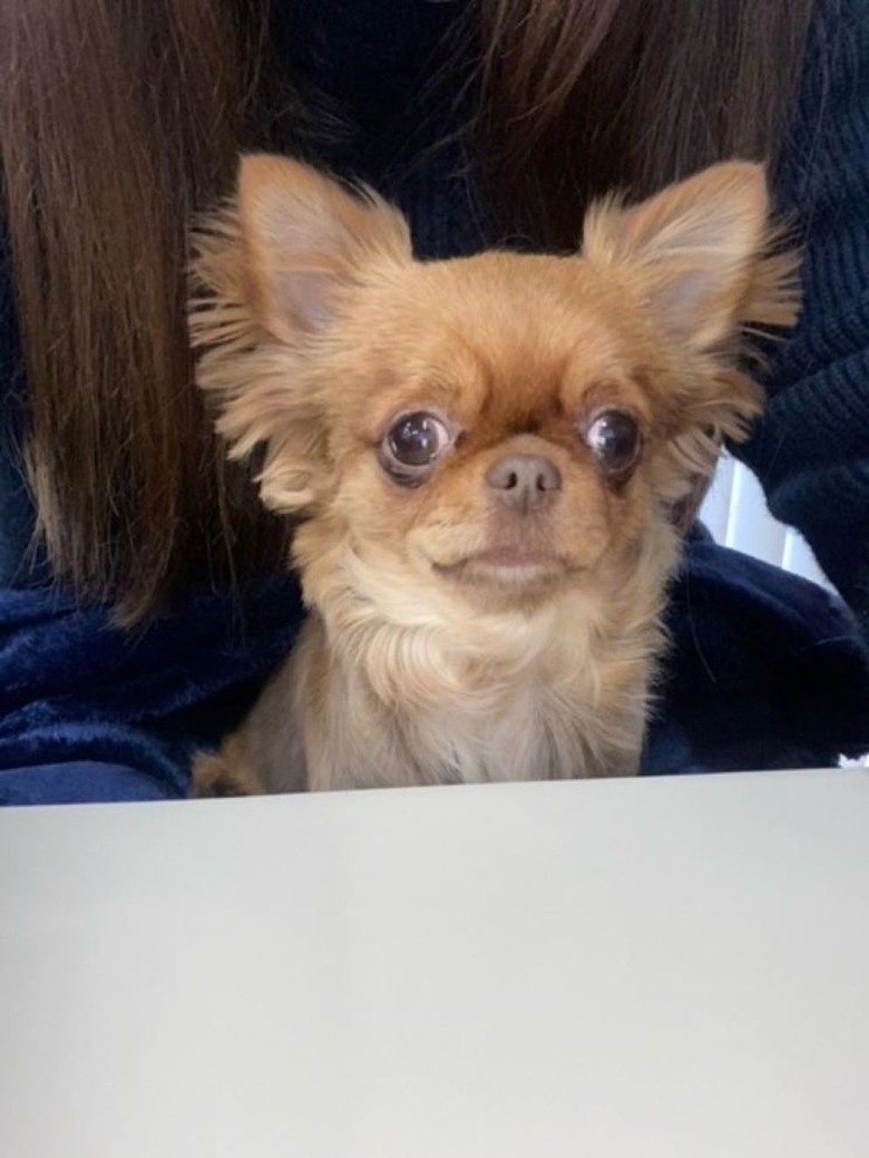 レアキャラきなこ☆