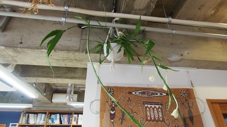 夜に花咲くあの子の名は