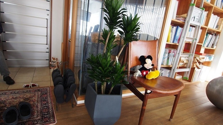 ドラセナ・コンパクタ