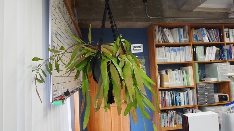 三輝の癒しが仲間に加わりました