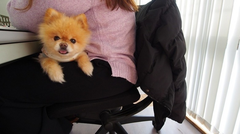 三輝のアイドルぎんちゃん☆